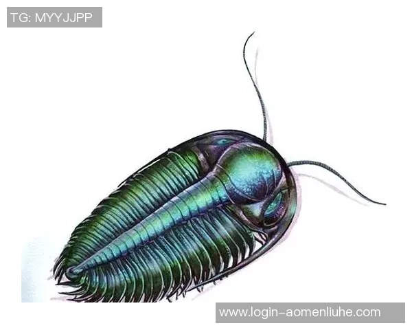 探索奥蓬达的魅力与神秘之旅揭示其背后的历史与文化价值